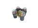 ROTOR OSCILANTE PARA 4 TUBOS DE 100 ML TAPAS HERMETICAS (ENCODER). ORTO
